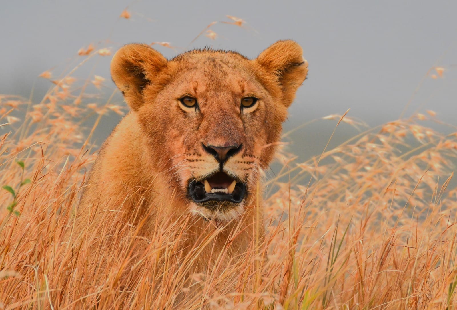 4 Days Serengeti and Ngorongoro Trip